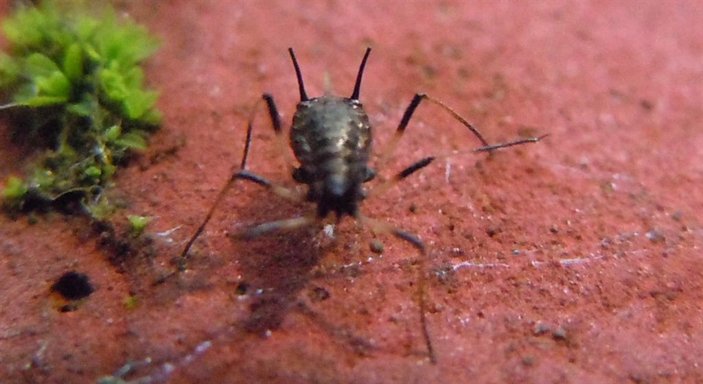 Grosso afide: Uroleucon sp.